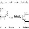 L'intolleranza al lattosio è una tipologia di intolleranza che colpisce sempre più persone ultimamente. In questo articolo sono spiegate le cause di questa intolleranza, e viene spiegato in termini scientifici questo fenomeno.